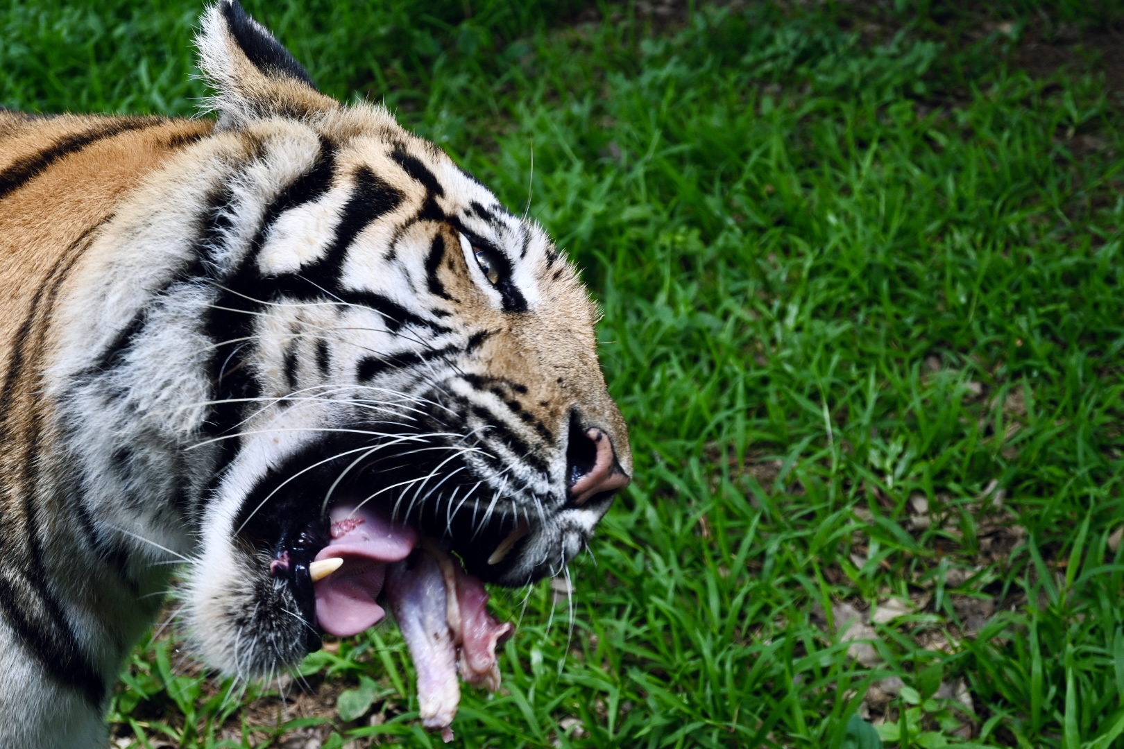 Photo 2031 - add descriptive alt text